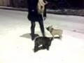 Buldog francuski / french buldog / arto i boczek