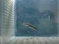 Male Dwarf pike cichlid (Crenicichla notophthalmus)
