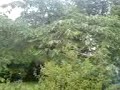 Bush Jumping