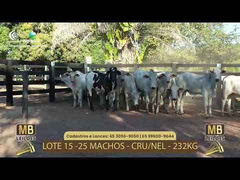 507� LEIL�O VIRTUAL MB LEIL�ES