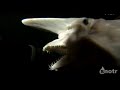 Prehistoric Goblin Shark in Japan