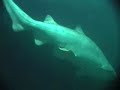 deep sea world shark tank dive