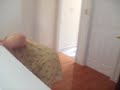 Death of A Baby Kitten