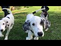 Dido - Cooper - Bailey