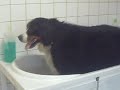 SALON DE TOILETTAGE REGARD CANIN BOSCO BOUVIER BERNOIS