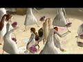 The Birthday Song - Barbie As The Princess and the Pauper - Flixster Video