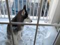 Balcony Ballyhoo - Mishka the Talking Husky Dog