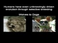 Evolution - The 'Best' Counter Arguments