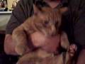 Evil kitty