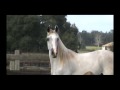 HS TEMPTATION EYES - 2008 purebred...