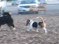Dogbook Movie: Dog Park