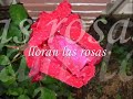 lloran las rosas