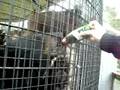 Bear drinks from pop bottle