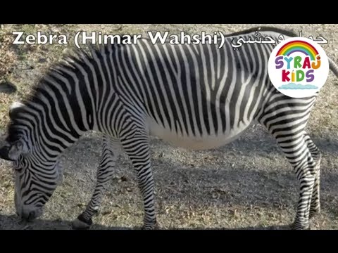 Zoo Animals in English and Arabic (part 1) حديقة الحيوانات بالعربية و الانجليزية