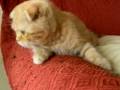 videos de scottish fold lolita cazando a su presa