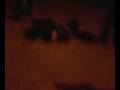 videos de V27185600.3gp