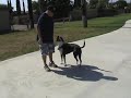 Chaz obed off leash 3 Chaz obed off leash 3
