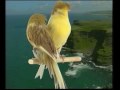 Naturaves - (Postura) Crest.avi