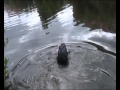 egglescliffe swimhike 2011