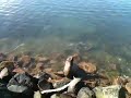 Sammy the seal and sting rays at Portland bay Victoria