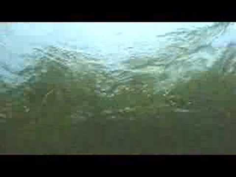 Underwater Ozark river fish