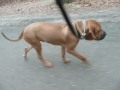 Walk in Park