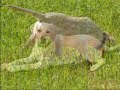 Wanda, cachorro labrador retriever hembra Wanda, cachorro labrador retriever hembra