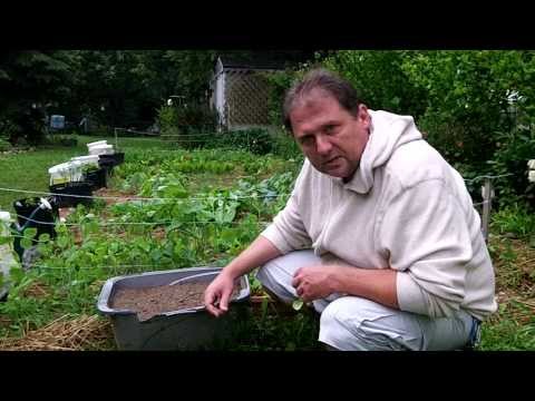 gardening - Container garden update. I sowed a hugelkultur bed container garden with cucumbers and transplanted culinary herbs and medicinal herbs to containers as well....