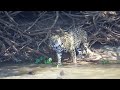 Jaguar in pantanal (fight)!