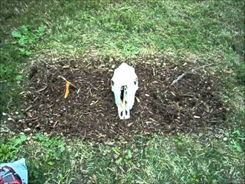 how to transplant tulip bulbs in spring