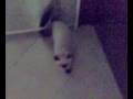 videos de guardate che veloce che è questo gatto