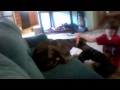 WRESTELING WITH DOGS 1 ..... TAG DOG VS MOE & JOE