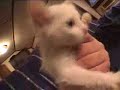 Found a stray kitten