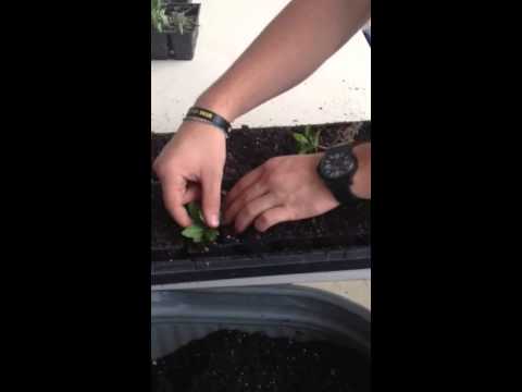 how to transplant vinca