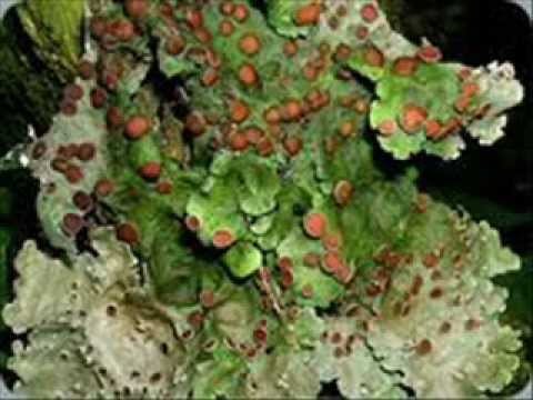 how to kill lichen fungus