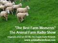 The Best Farm Moments - The Animal Farm Radio Show