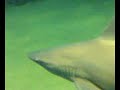 el zoo marino de Valencia (1)
