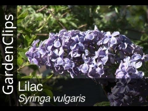 how to replant lilac tree