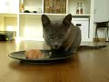 Kitten eating raw chicken fillet Kitten eating raw chicken fillet