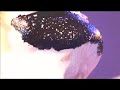 Body Paint Show ＠新宿MARZ　増山麗奈　他