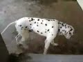 Eugene The Dalmatian