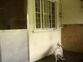 Eugene The Dalmatian