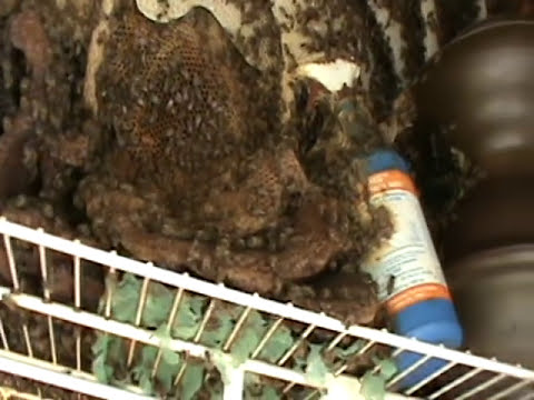 Outdoor Closet Beehive