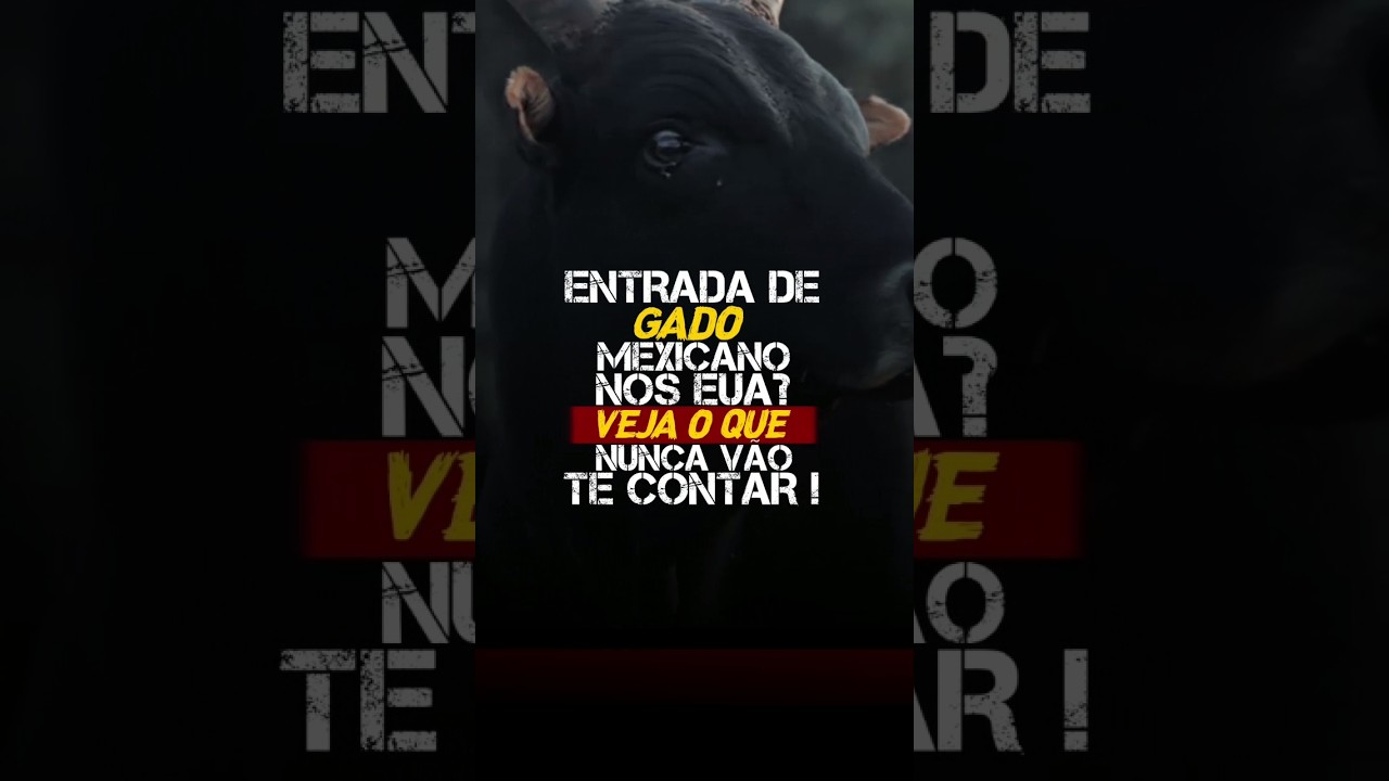 ENTRADA DE GADO MEXICANO NOS EUA? VEJA O QUE NUNCA VÃO TE CONTAR!