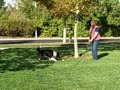 Maddy k.d. Buddy and Ripley!