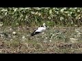鳴門コウノトリ 2026/09/02 撮影 成長記録 徳島県鳴門市