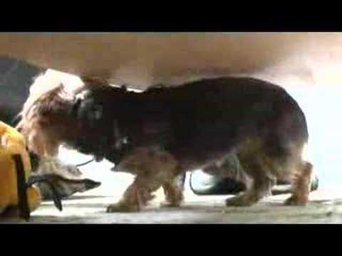 DogBlog TV: #10 'BIG BARK'