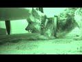 DogBlog TV: #10 'BIG BARK'