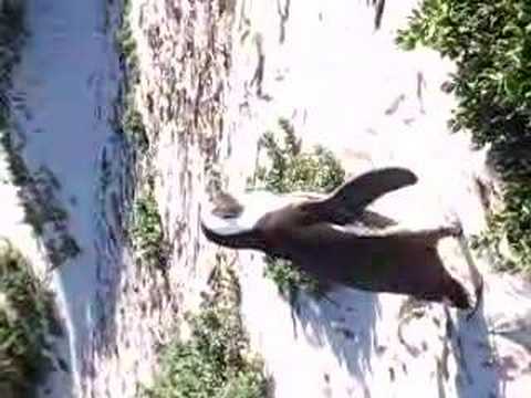 Peguins em Simons Town