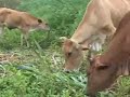 HAITI - Milk Agogo 1